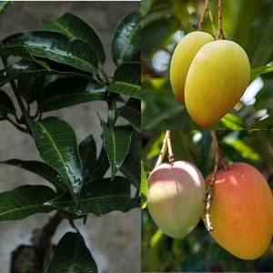 MANGIFERA INDICA (DASHERI)