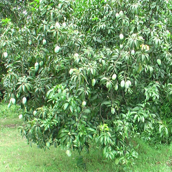 MANGIFERA INDICA (DASHERI) - Image 4