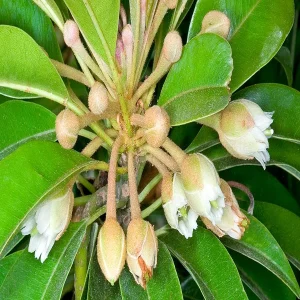 MANILKARA ZAPOTA