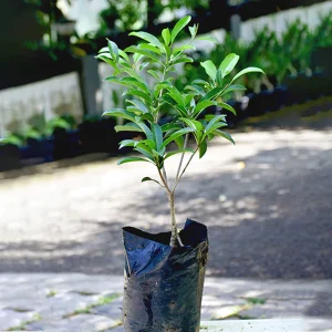 MANILKARA ZAPOTA