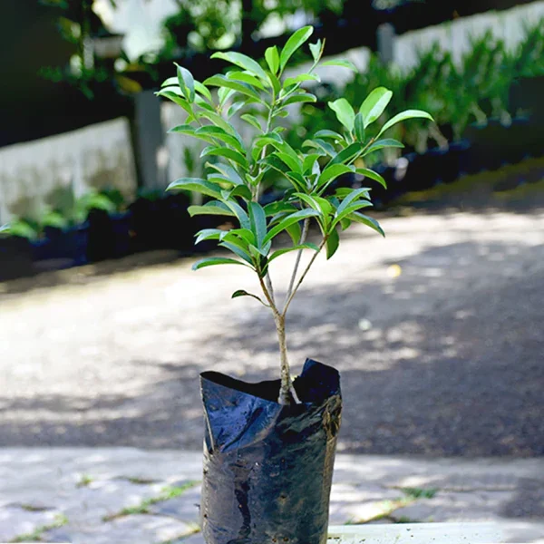 MANILKARA ZAPOTA