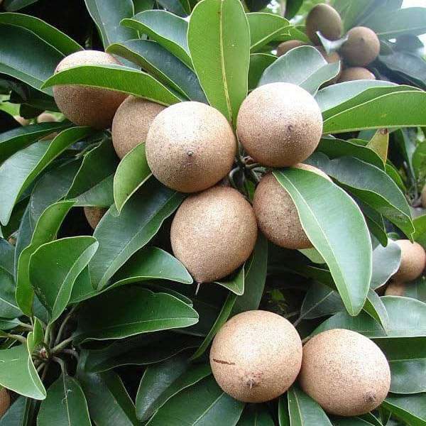 MANILKARA ZAPOTA - Image 3