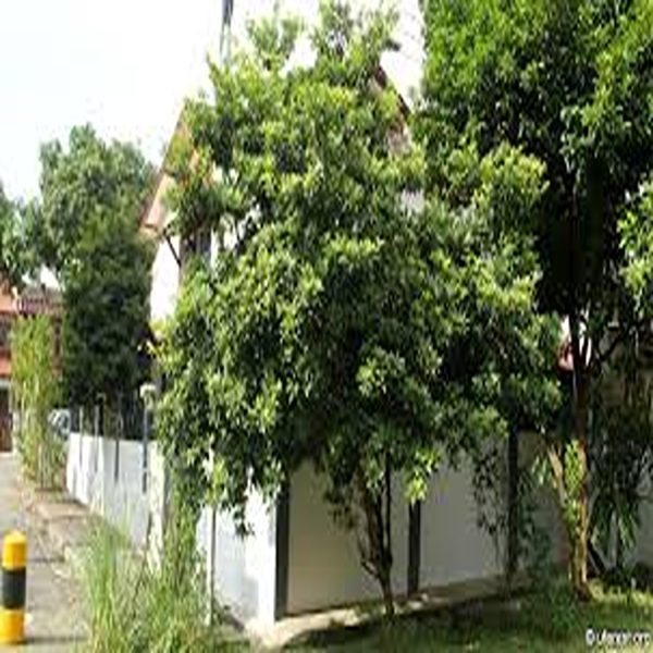 MANILKARA ZAPOTA - Image 4
