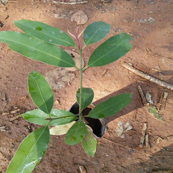 MESUA FERREA