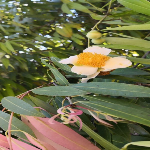 MESUA FERREA - Image 4
