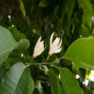 MICHELIA CHAMPACA