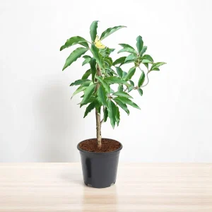 MICHELIA CHAMPACA