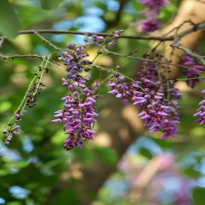 MILLETTIA OVALIFOLIA
