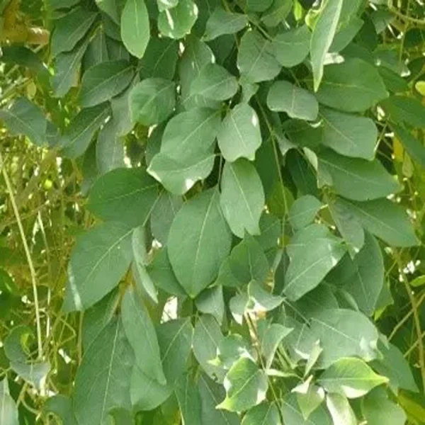 MILLETTIA OVALIFOLIA - Image 3