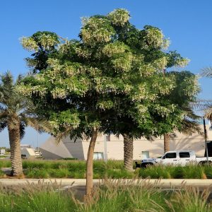 MILLINGTONIA HORTENSIS