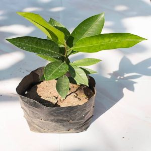 MIMUSOPS ELENGII