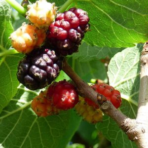 MORUS NIGRA