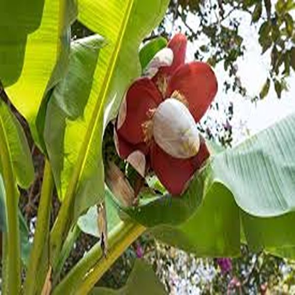 MUSA PARADISIACA - Image 2