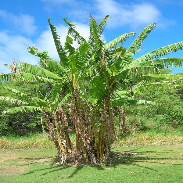 MUSA PARADISIACA - Image 3
