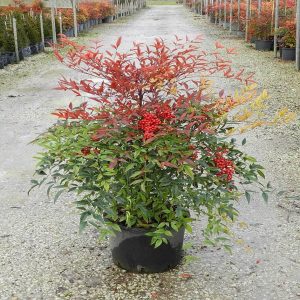 NANDINA DOMESTICA
