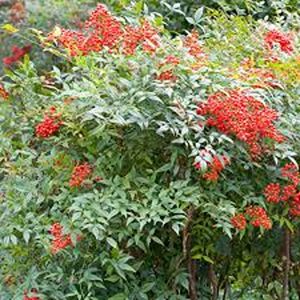NANDINA DOMESTICA