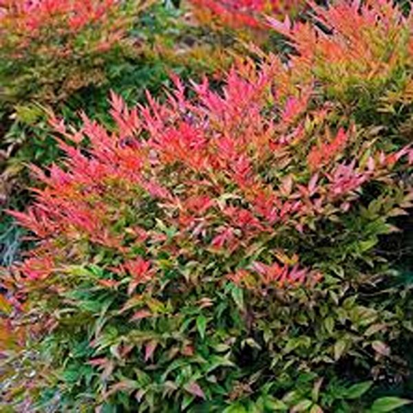 NANDINA DOMESTICA - Image 3