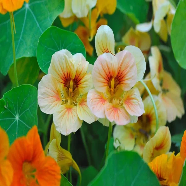 NASTURTIUM SPP. - Image 4