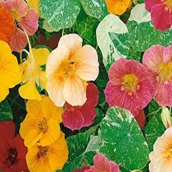NASTURTIUM SPP. - Image 3