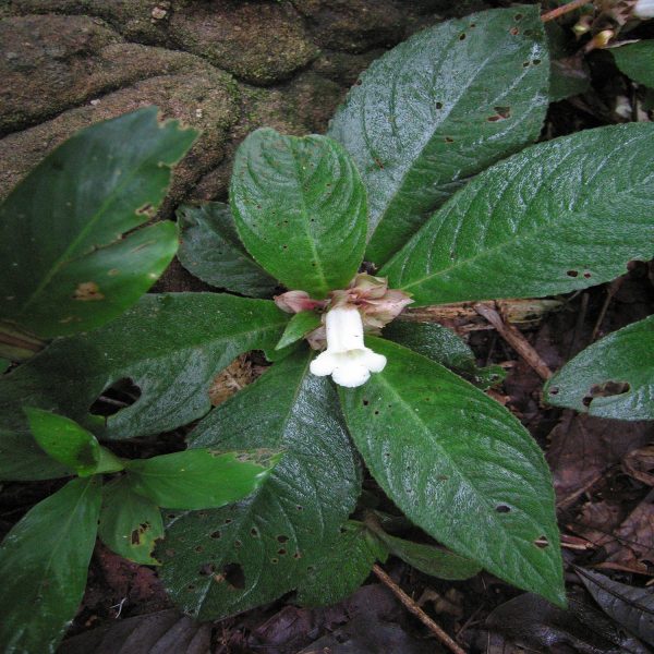 PHP-NAUTILOCALYX FORGETII - Image 3