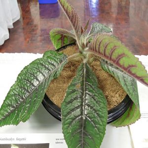 HP-NAUTILOCALYX FORGETII