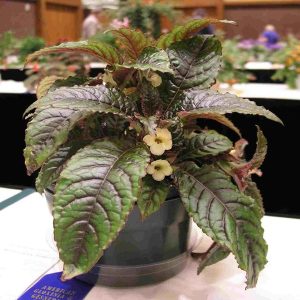 HP-NAUTILOCALYX FORGETII