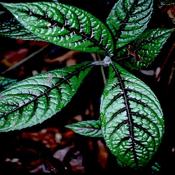 PHP-NAUTILOCALYX FORGETII - Image 2
