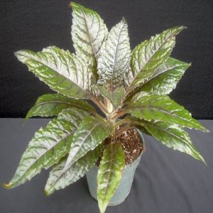 PHP-NAUTILOCALYX FORGETII