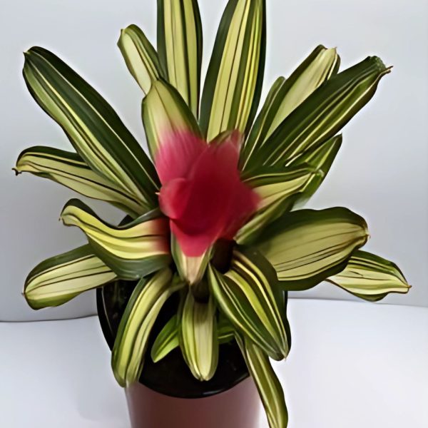 HP-NEOREGELIA CAROLINATE
