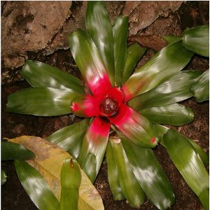 PHP-NEOREGELIA CAROLINATE