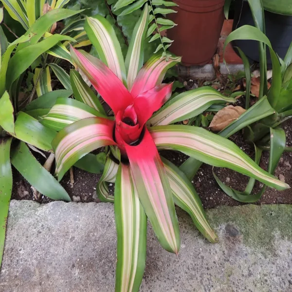 HP-NEOREGELIA CAROLINATE - Image 3