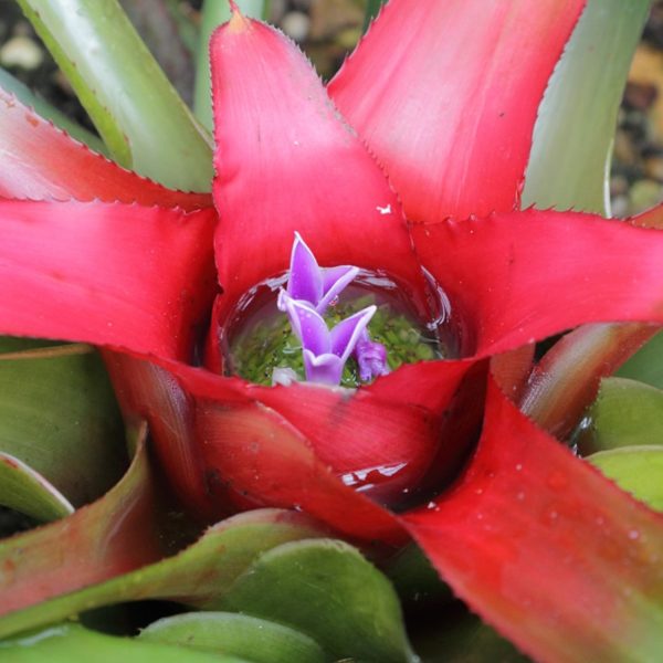 HP-NEOREGELIA CAROLINATE - Image 4