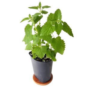 NEPETA CATARIA