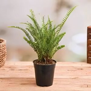 HP-NEPHROLEPIS EX. SMITHII