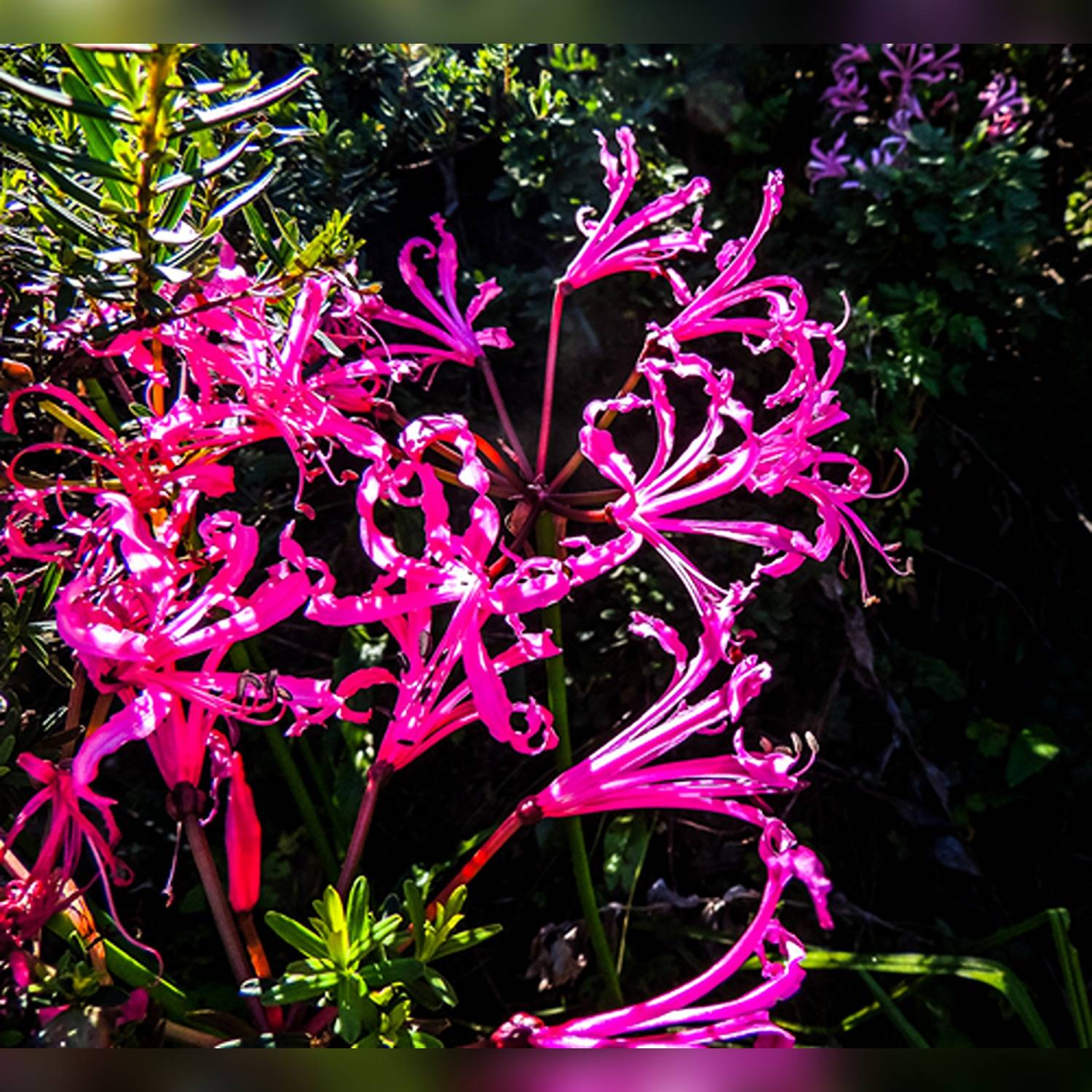 NERINE BOWDENII - Image 6