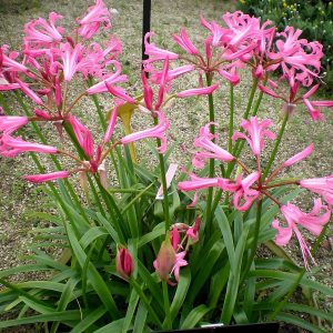 NERINE BOWDENII