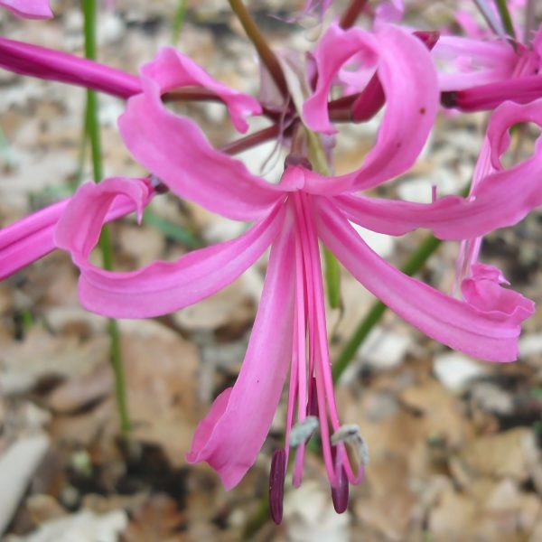 NERINE BOWDENII - Image 3