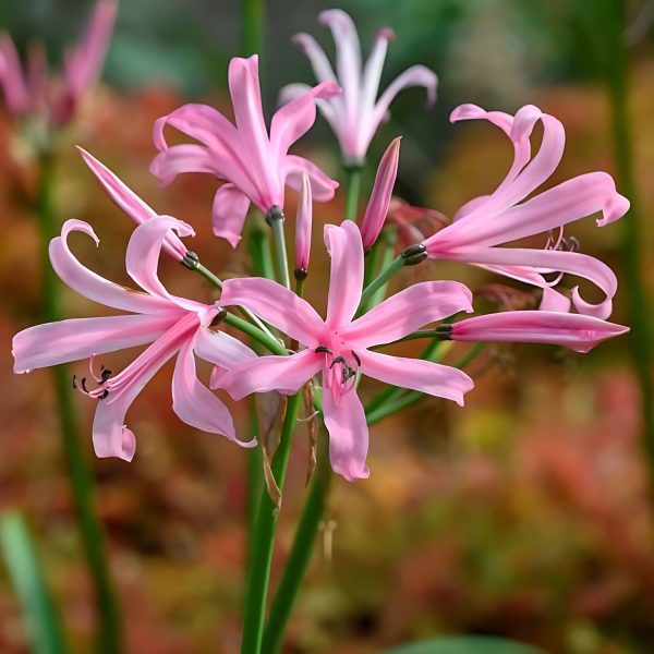 NERINE BOWDENII - Image 4