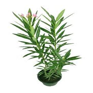 NERIUM OLEANDER ALBUM