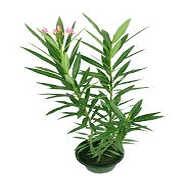 NERIUM OLEANDER ALBUM - Image 2