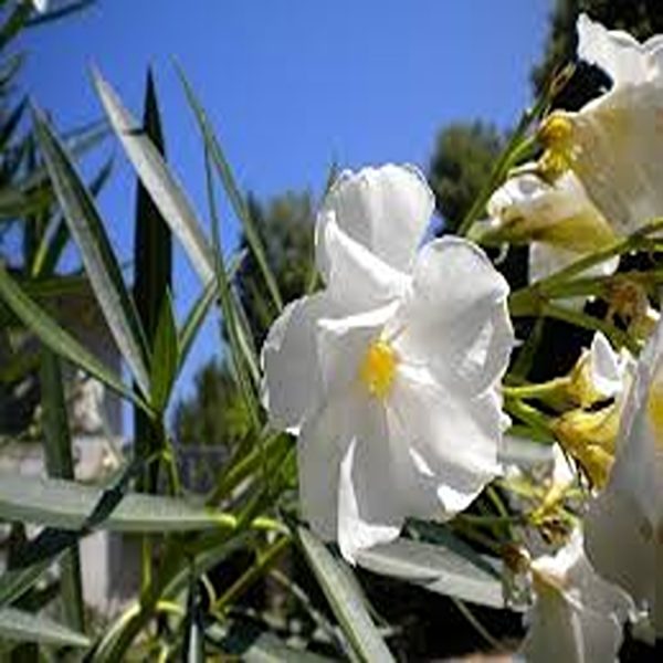NERIUM OLEANDER ALBUM - Image 3