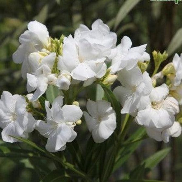 NERIUM OLEANDER ALBUM - Image 4
