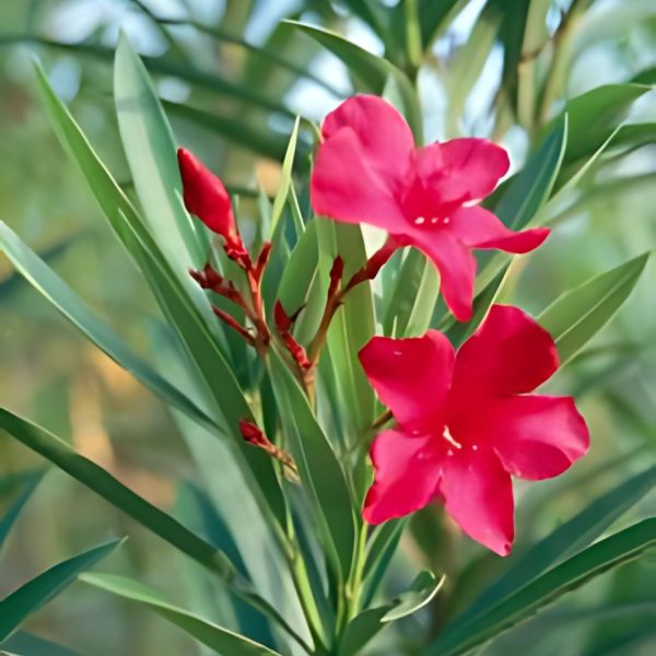 NERIUM OLEANDER FLORE-PLENO - Image 2