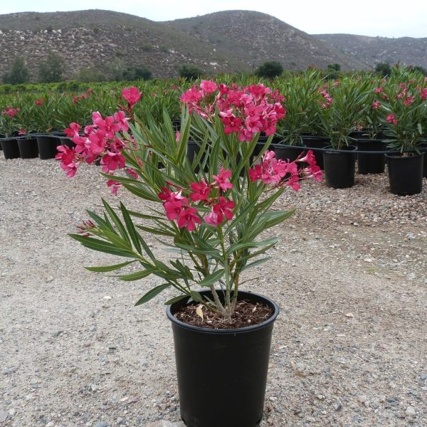 NERIUM OLEANDER FLORE-PLENO