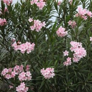 NERIUM OLEANDER ROSEUM