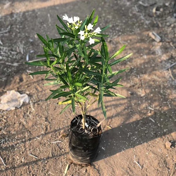 NERIUM OLEANDER VARIEGATUM PLENUM - Image 2