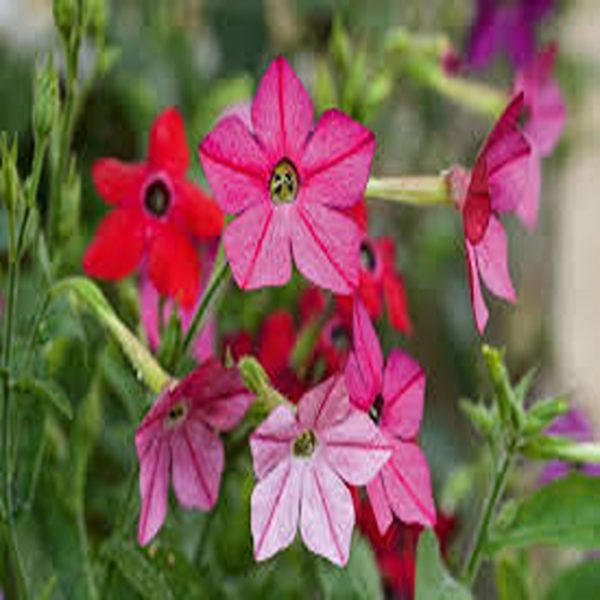 NICOTIANA SPP. - Image 3