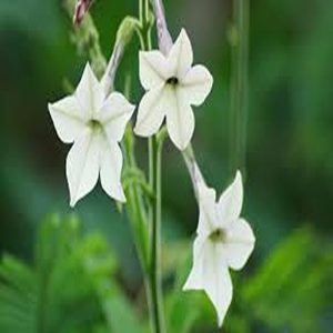 NICOTIANA SPP.