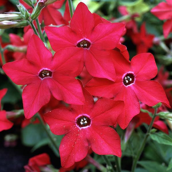 NICOTIANA SPP. - Image 4