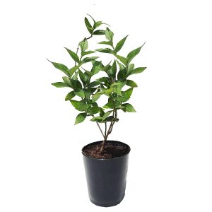 NYCTANTHES ARBORTRISTIS